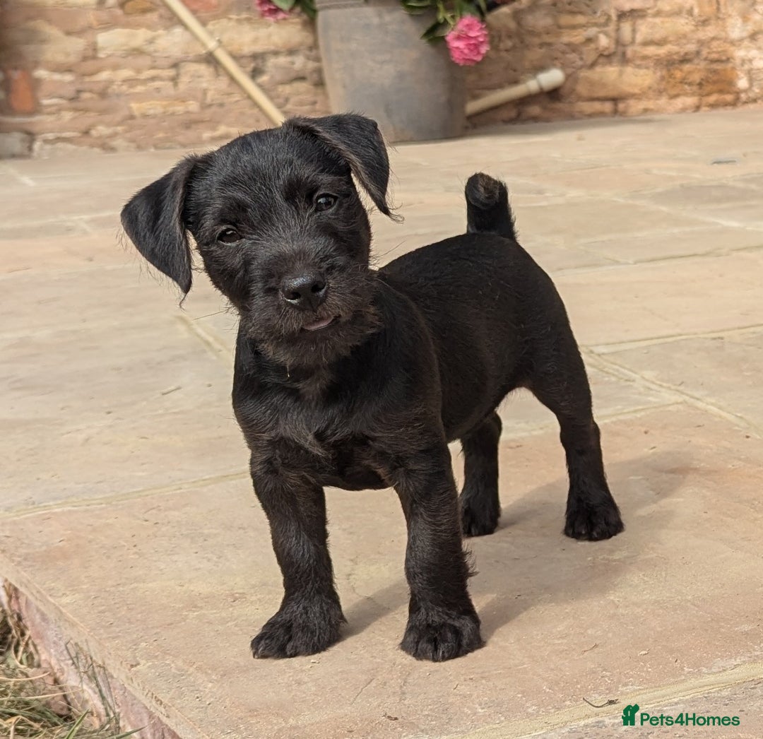 Patterdale Terrier dogs for sale: Patterdale Terrier Puppy - Image 1