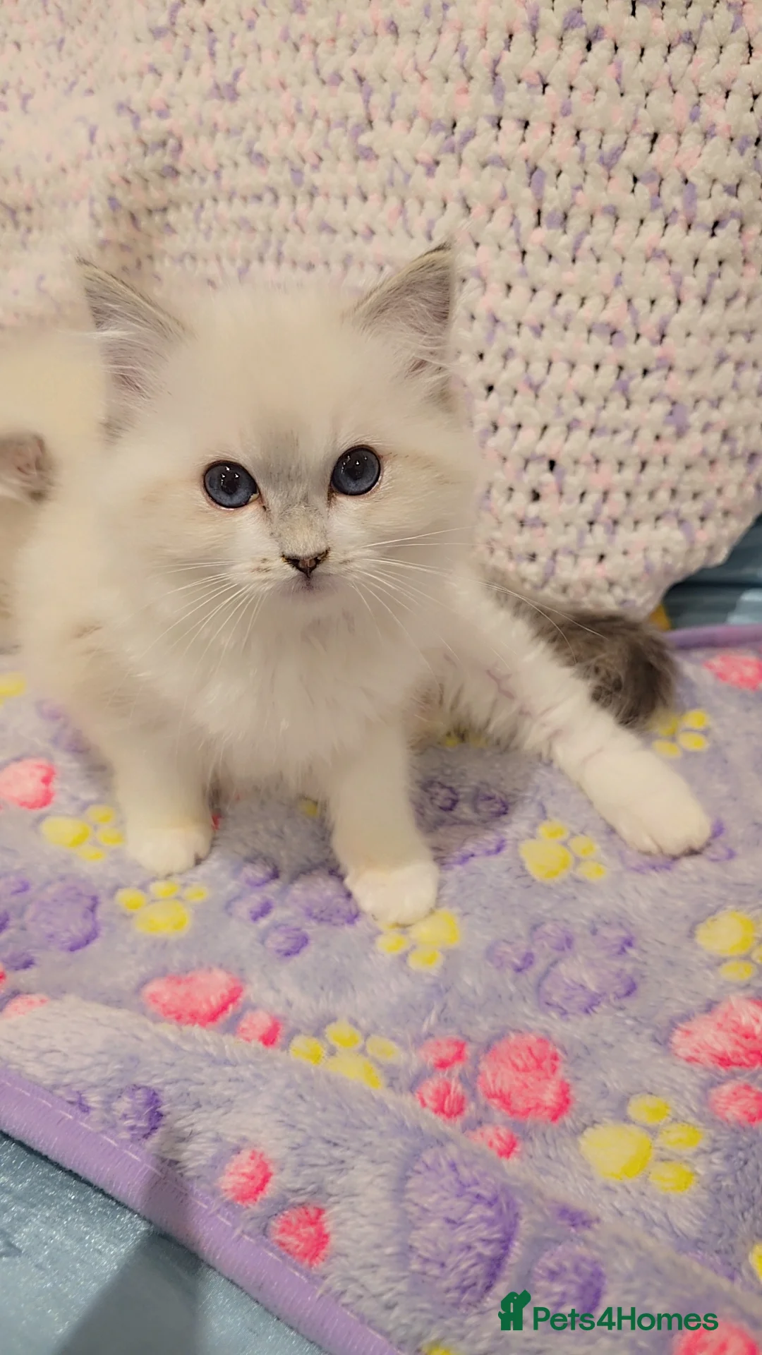 Ragdoll cats for sale: TICA REGISTERED KITTENS/Active - Advert 39