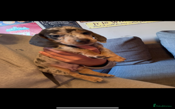 Miniature Dachshund dogs for sale: Miniature dachshund puppies for sale  - Advert 5