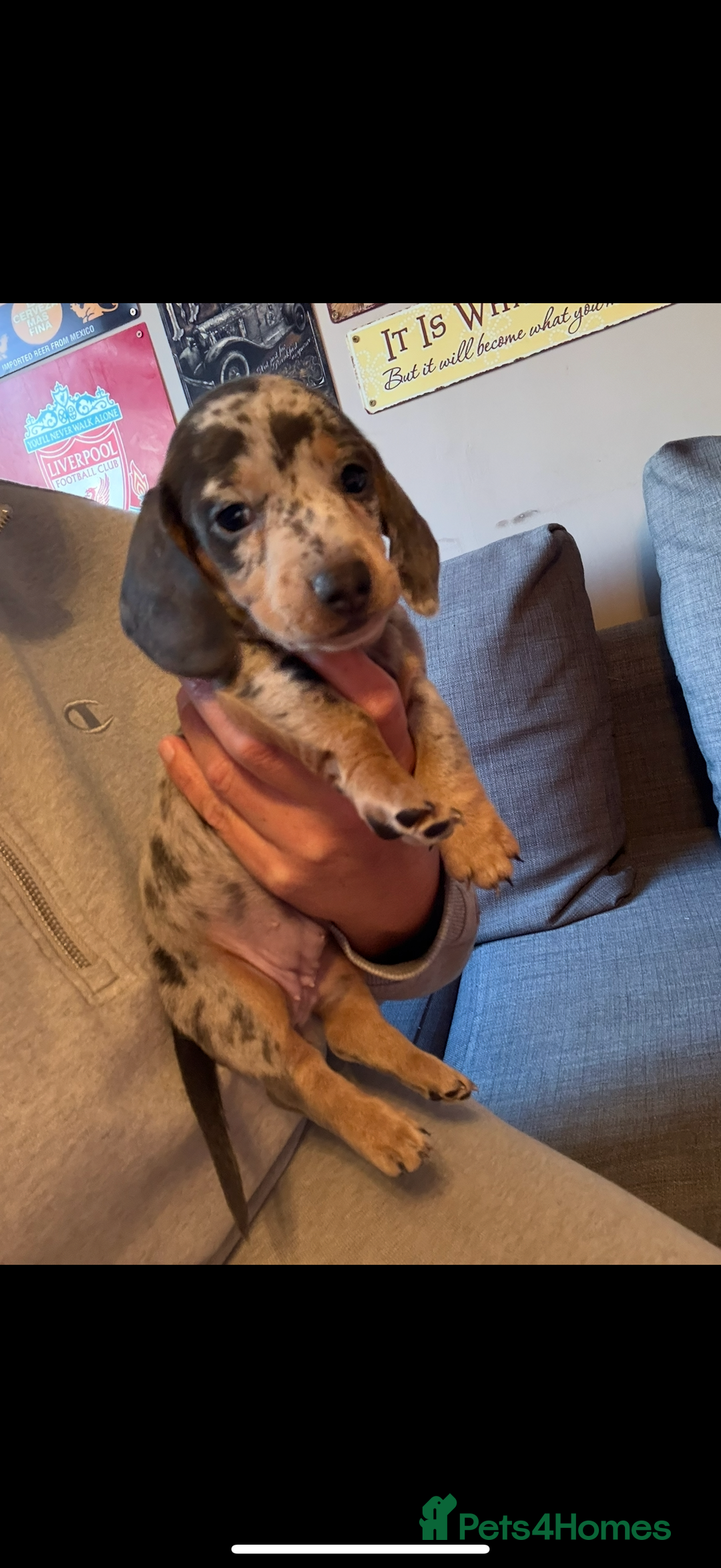 Miniature Dachshund dogs for sale: Miniature dachshund puppies for sale  - Advert 5