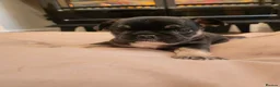 French Bulldog dogs for sale: Beautiful French Bulldog Puppies - Advert 11