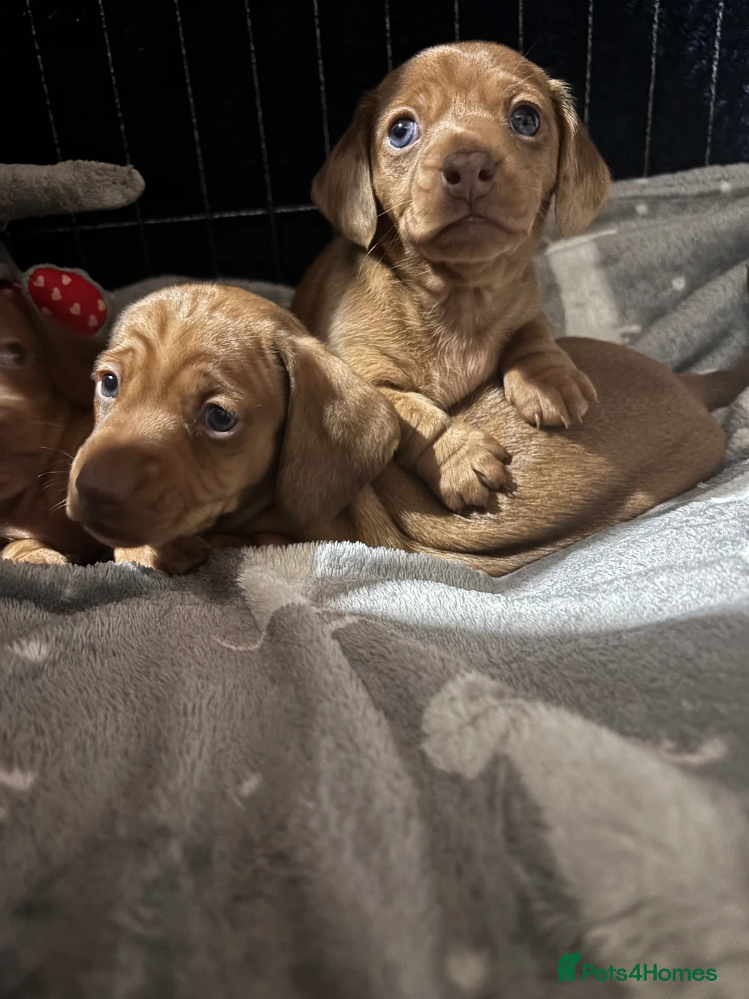 Miniature Dachshund dogs for sale: Beautiful shaded red miniature  dachshund puppies  - Advert 8