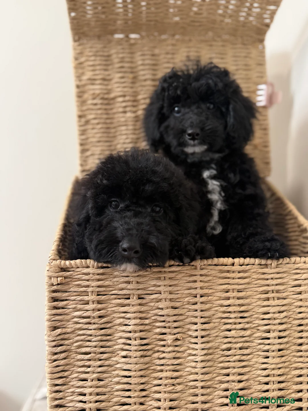 Miniature Poodle dogs for sale: Health tested Miniature poodles 🩷 - Advert 2