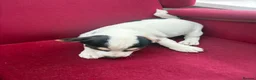 Jack Russell dogs for sale: Jack Russell puppies in Lampeter - Advert 6