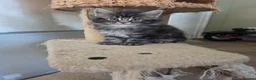 Maine Coon cats for sale: Beautiful Male Maine Coon kittens - Advert 3