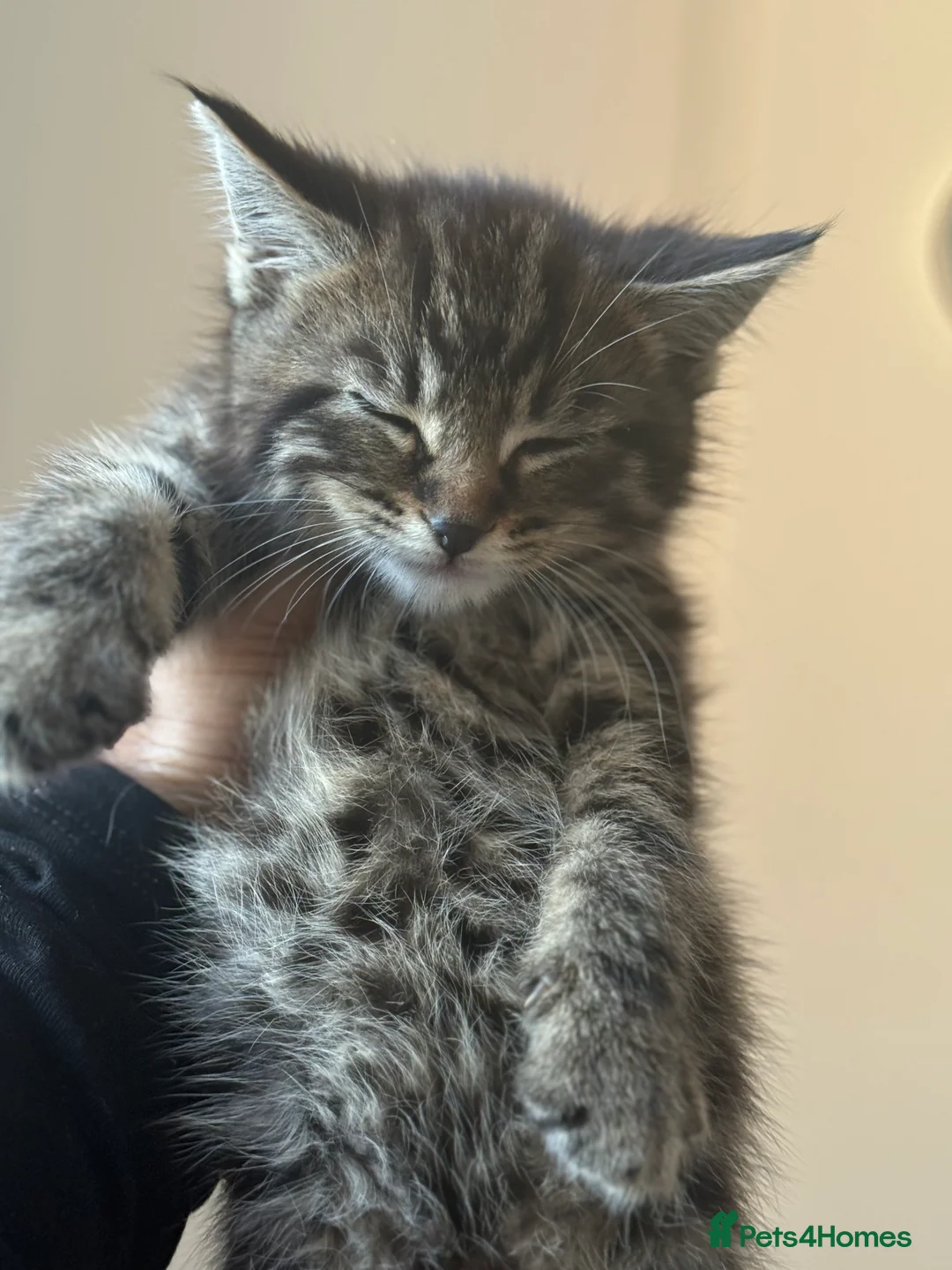 Mixed Breed cats for sale: BEAUTIFUL TABBY✨ AND DOMESTIC MIX KITTENS❤️ - Advert 4