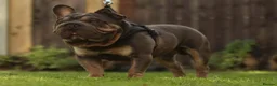 Mixed Breed dogs for sale: stunning bulldog/frenchie X - Advert 1