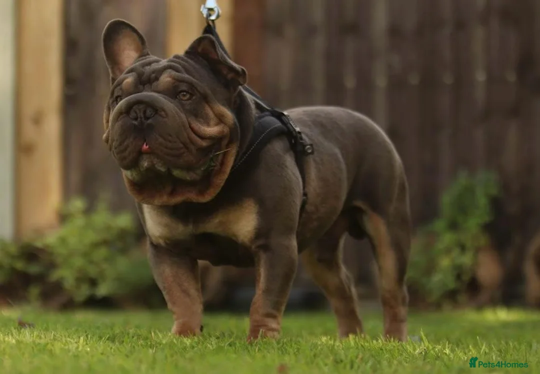 Mixed Breed dogs for sale: stunning bulldog/frenchie X - Advert 1