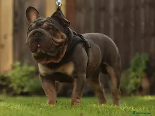 Mixed Breed dogs stunning bulldog/frenchie X - Advert 5