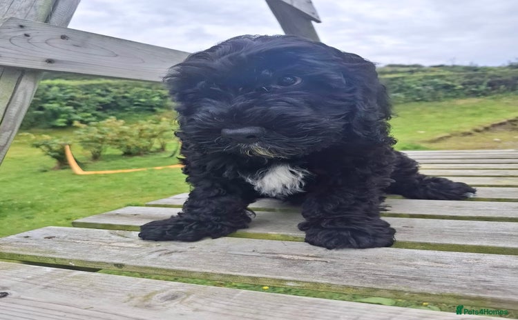 Cockapoo dogs in Ruthin - Advert 3