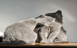 Russian Blue cats for sale: Russian Blue Kitten pair (Male and female) - Image 8