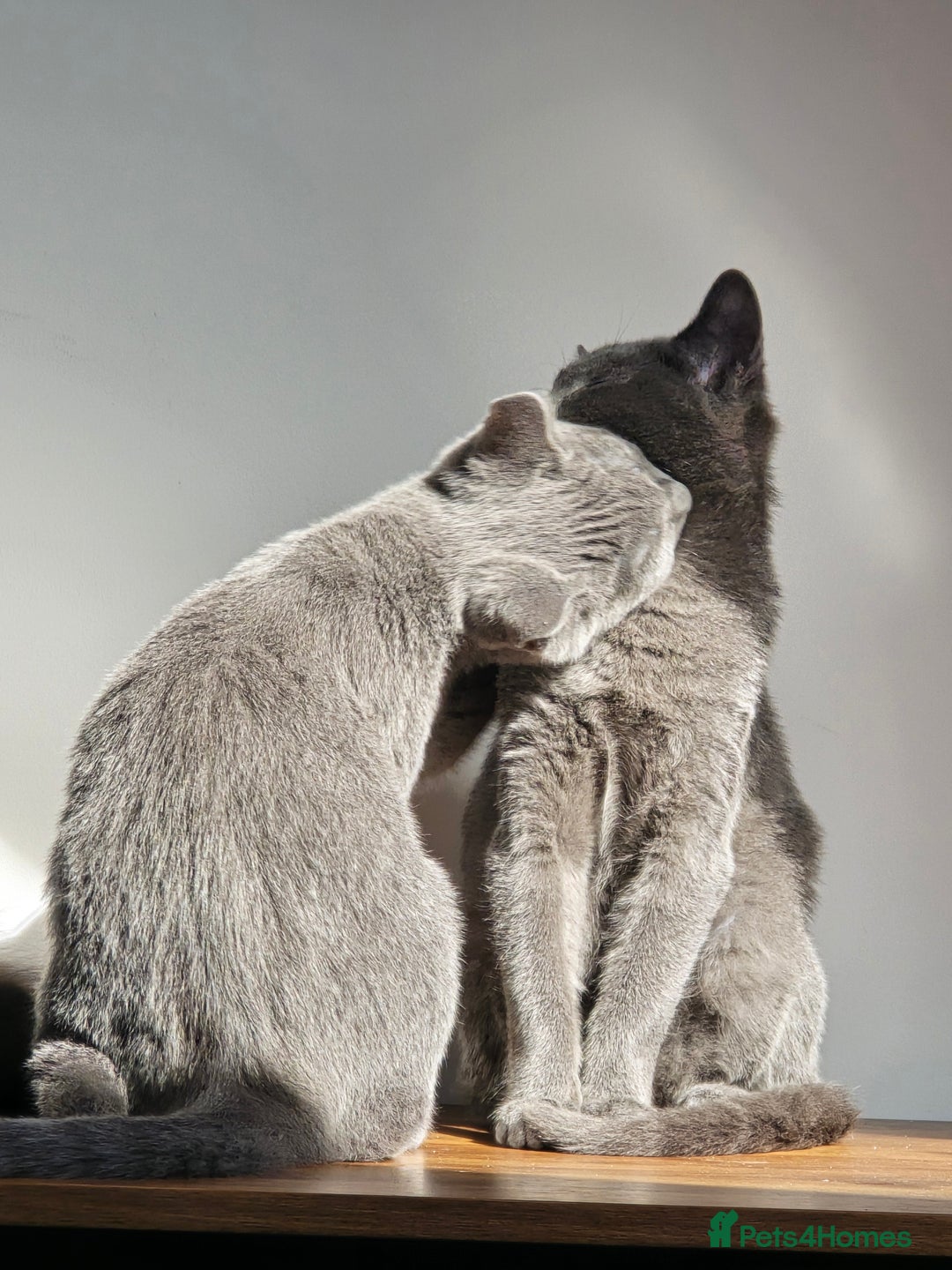 Russian Blue cats for sale: Russian Blue Kitten pair (Male and female) - Image 8