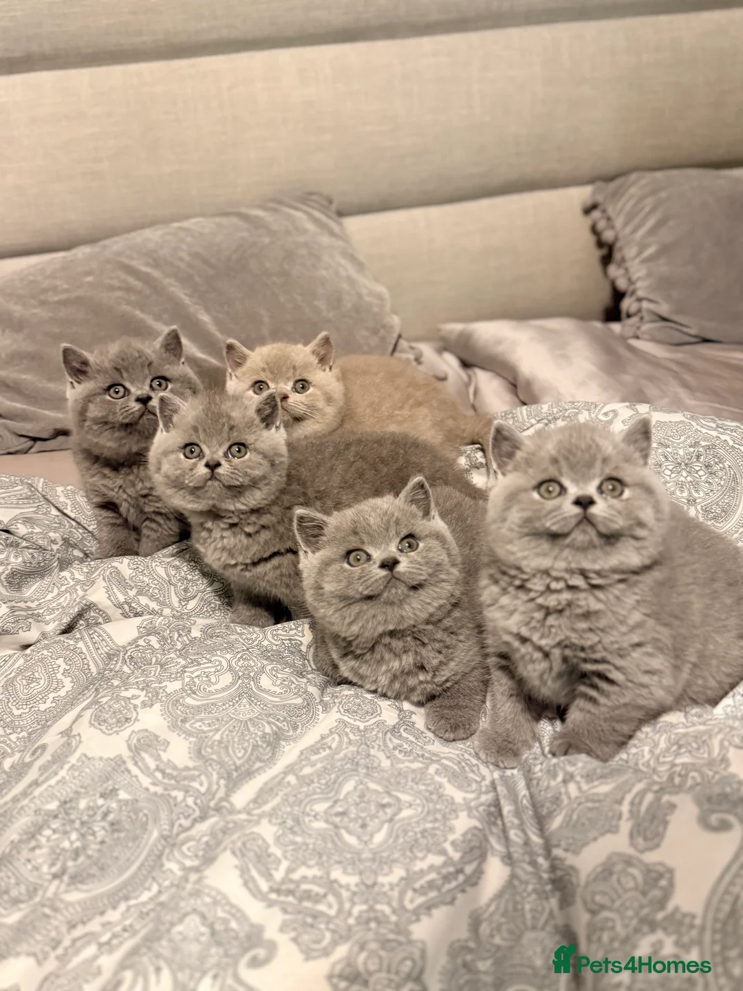 British Shorthair cats for sale: British Shorthair Kittens in Northolt - Advert 13
