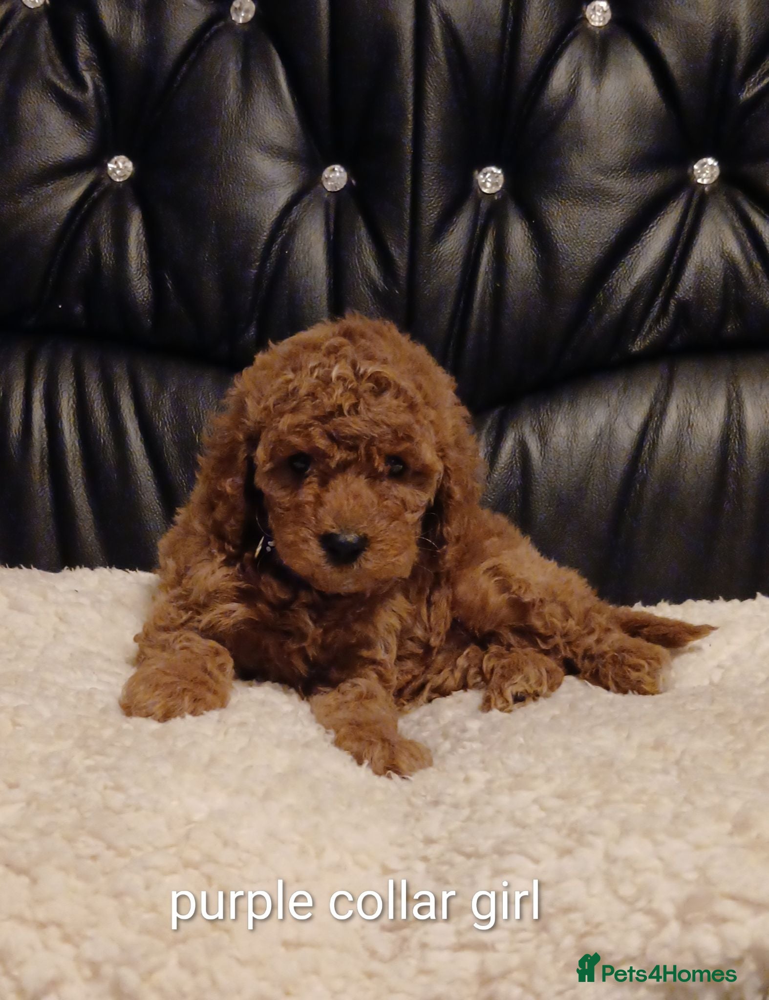 Cockapoo dogs F1b cockapoos ,4 boys and 4 girls  - Advert 1