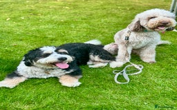 Bernedoodle dogs for sale: Mini Bernedoodle **waiting list** - Image 2