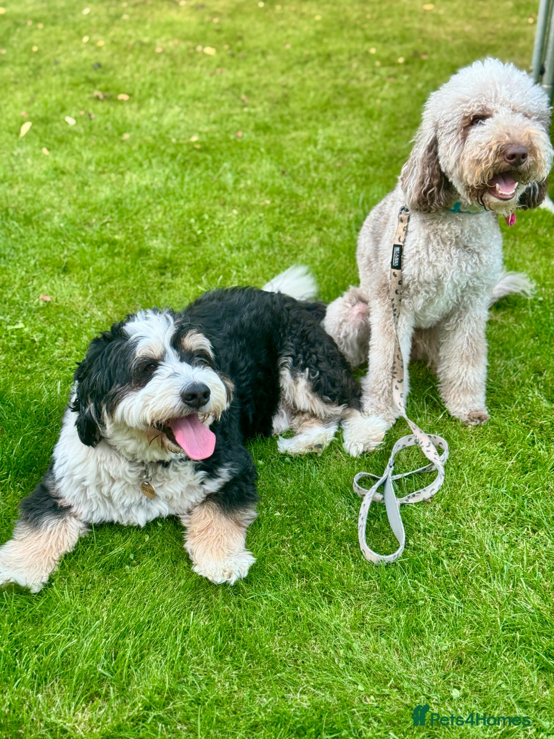 Bernedoodle dogs for sale: Mini Bernedoodle **waiting list** - Image 2