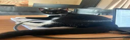 Domestic Shorthair cats for sale: 6 month old female kitten - spayed in Boston - Advert 2