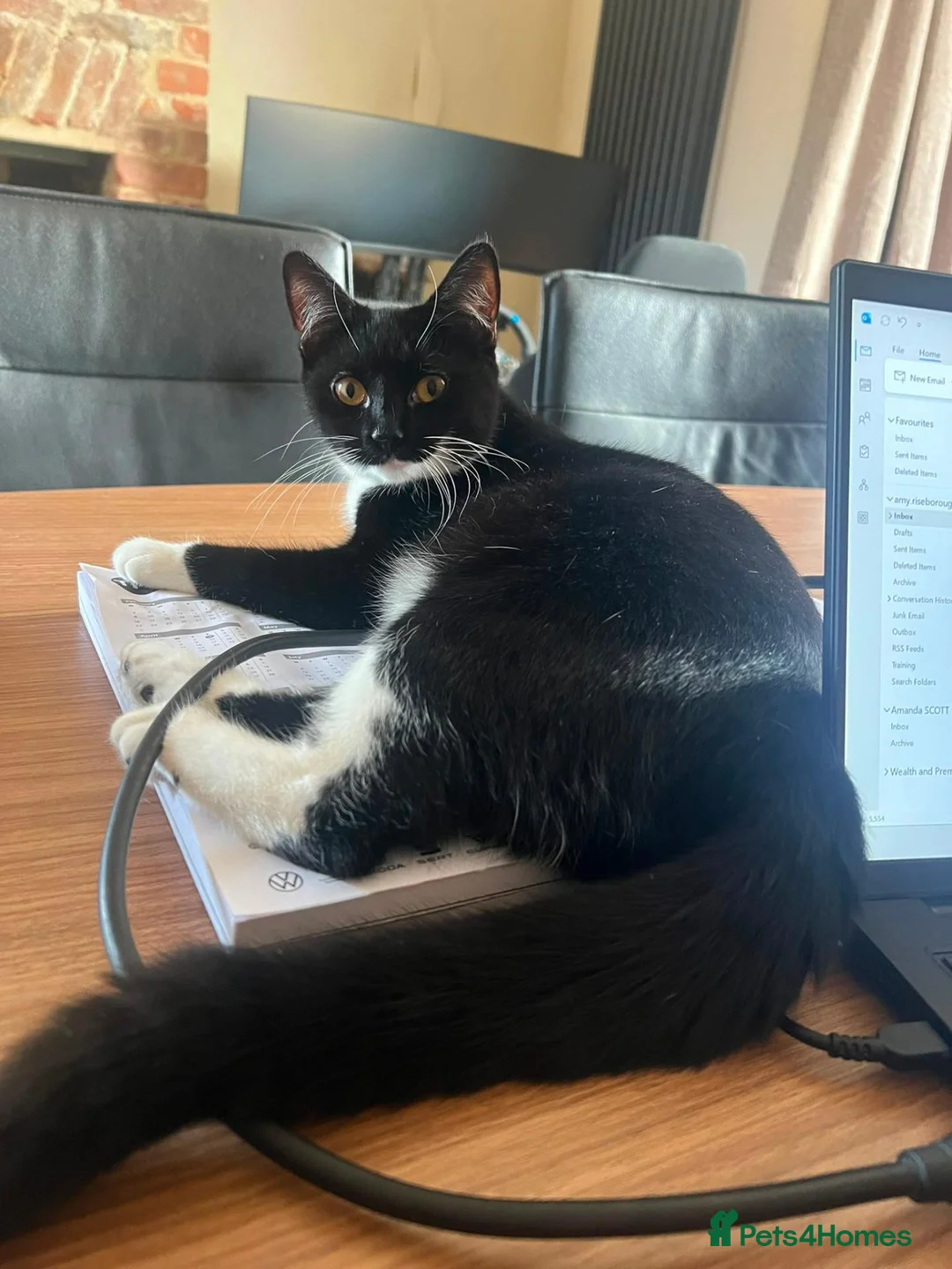 Domestic Shorthair cats for sale: 6 month old female kitten - spayed in Boston - Advert 2