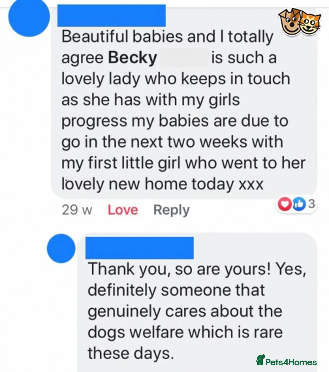 Chihuahua dogs for stud: KC Lilac Tri Long Coat Chihuahua Well Proven Stud in Washington - Advert 12