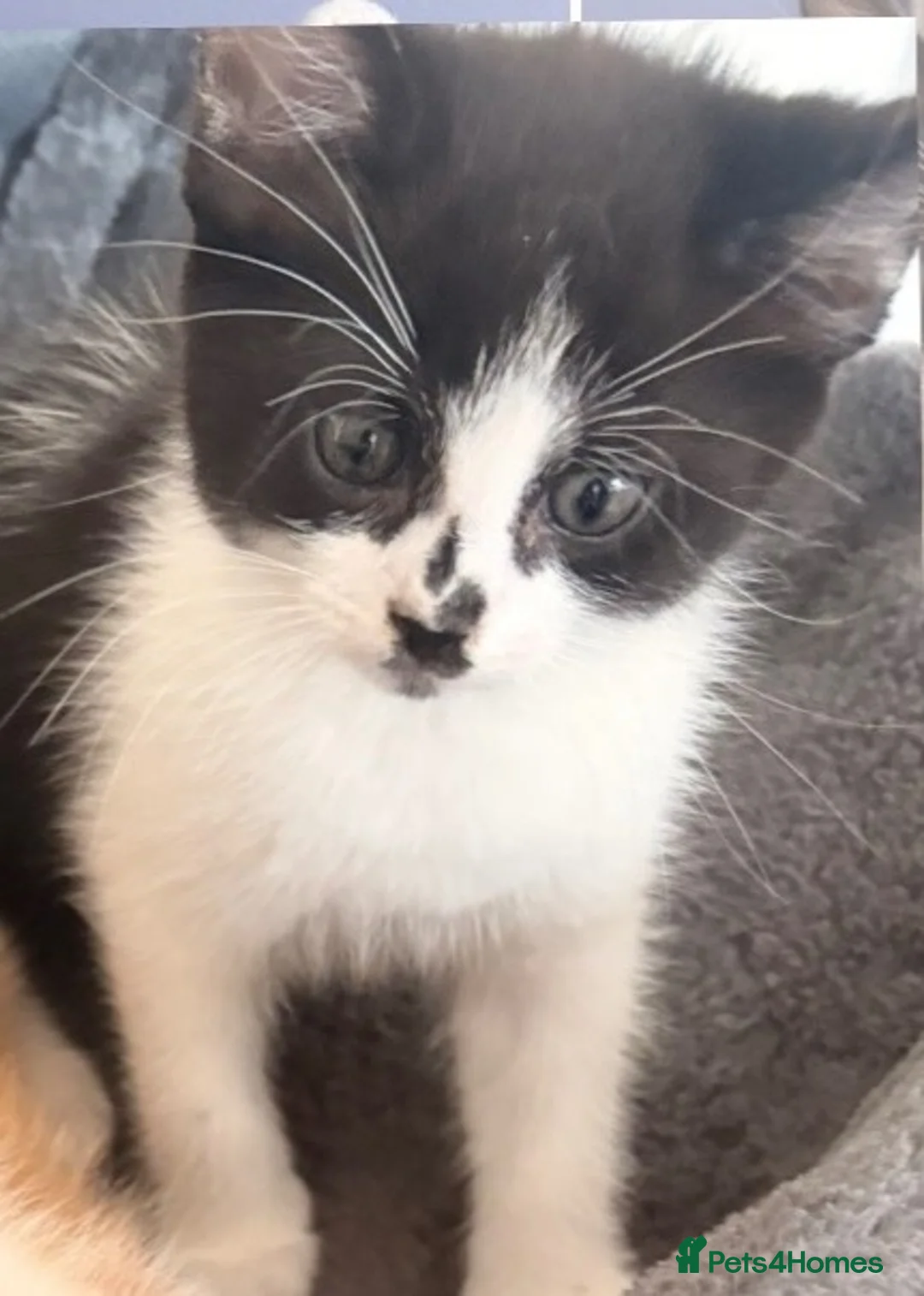 Mixed Breed cats for sale: Beautiful kitten available now £60 - Advert 2