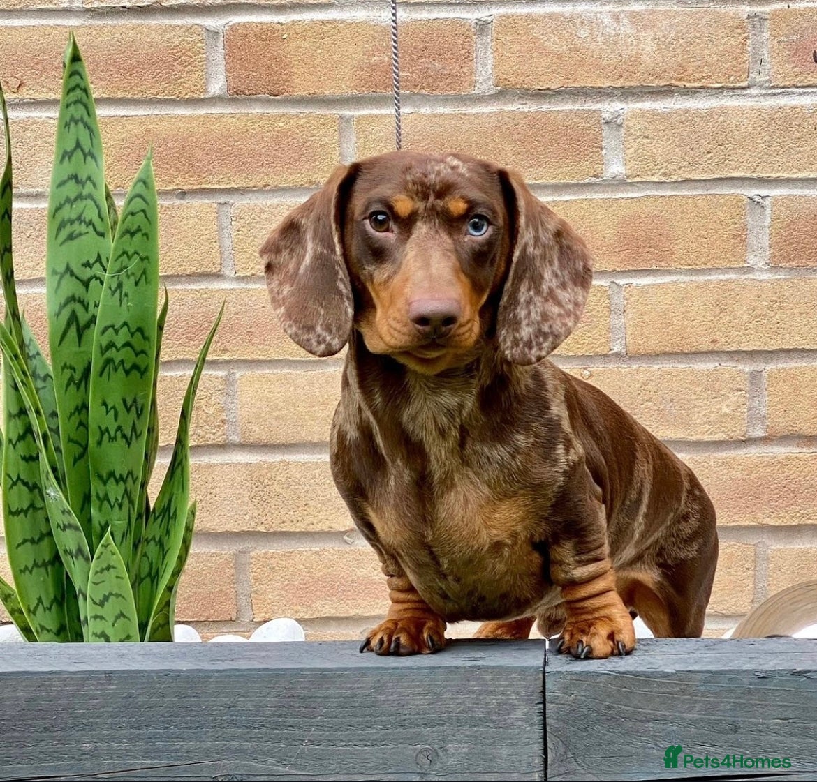 Miniature Dachshund dogs SHOW LINE CHAMP Bred Choc Dapple Mini Dachshund  in Manchester - Advert 13