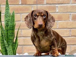 Miniature Dachshund dogs SHOW LINE CHAMP Bred Choc Dapple Mini Dachshund in Manchester - Advert 1