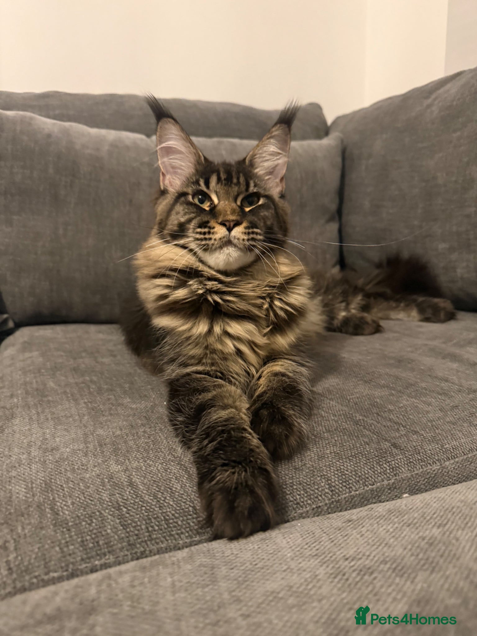 Maine Coon cats Champion line kittens , girl available 🥰 - Advert 2