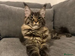 Maine Coon cats Champion line kittens , girl available 🥰 - Advert 5