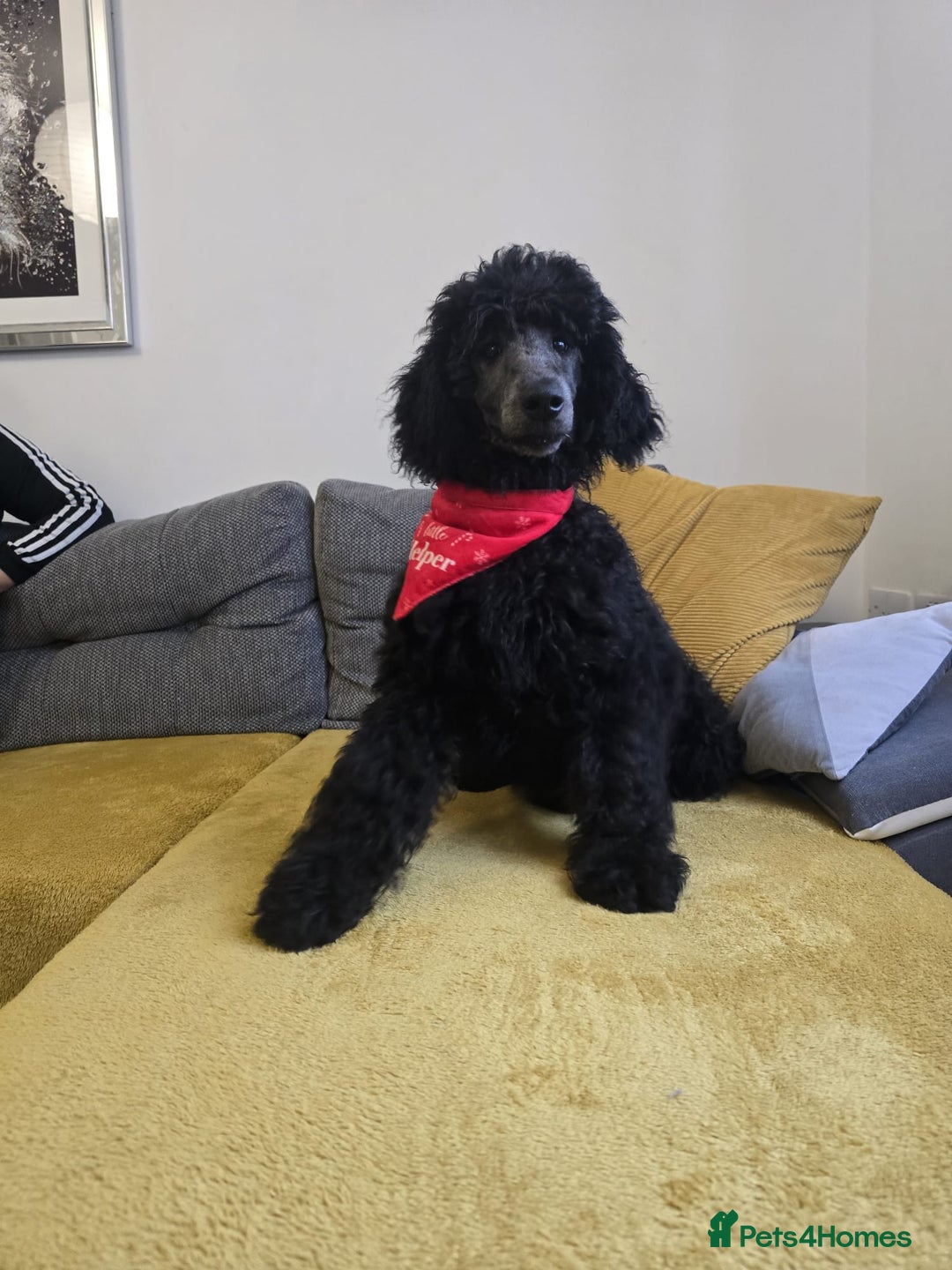 Standard Poodle dogs for sale: KC standard poodle Silver girl for sale ! - Advert 5