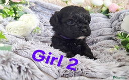 Shihpoo dogs for sale: Shihpoo Shih Tzu x Poodle (Shoodle) Puppies - Image 5