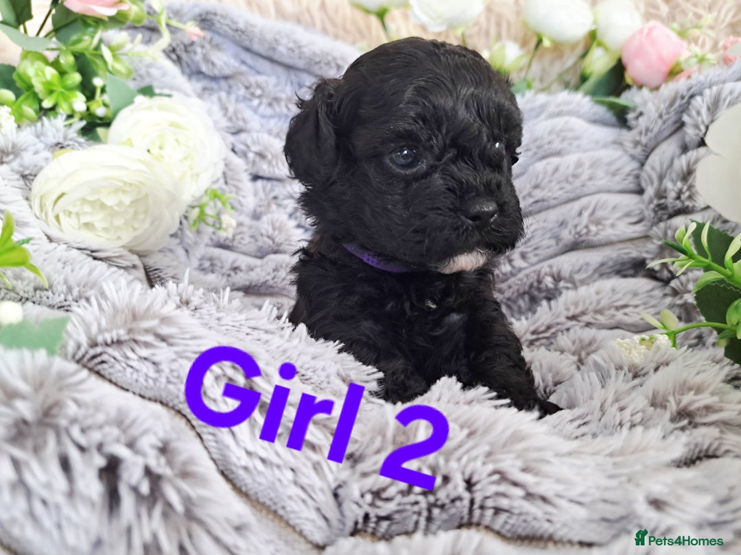 Shihpoo dogs for sale: Shihpoo Shih Tzu x Poodle (Shoodle) Puppies - Image 5