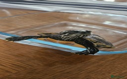 Turtle reptiles for sale: River cooter turtle - Image 2