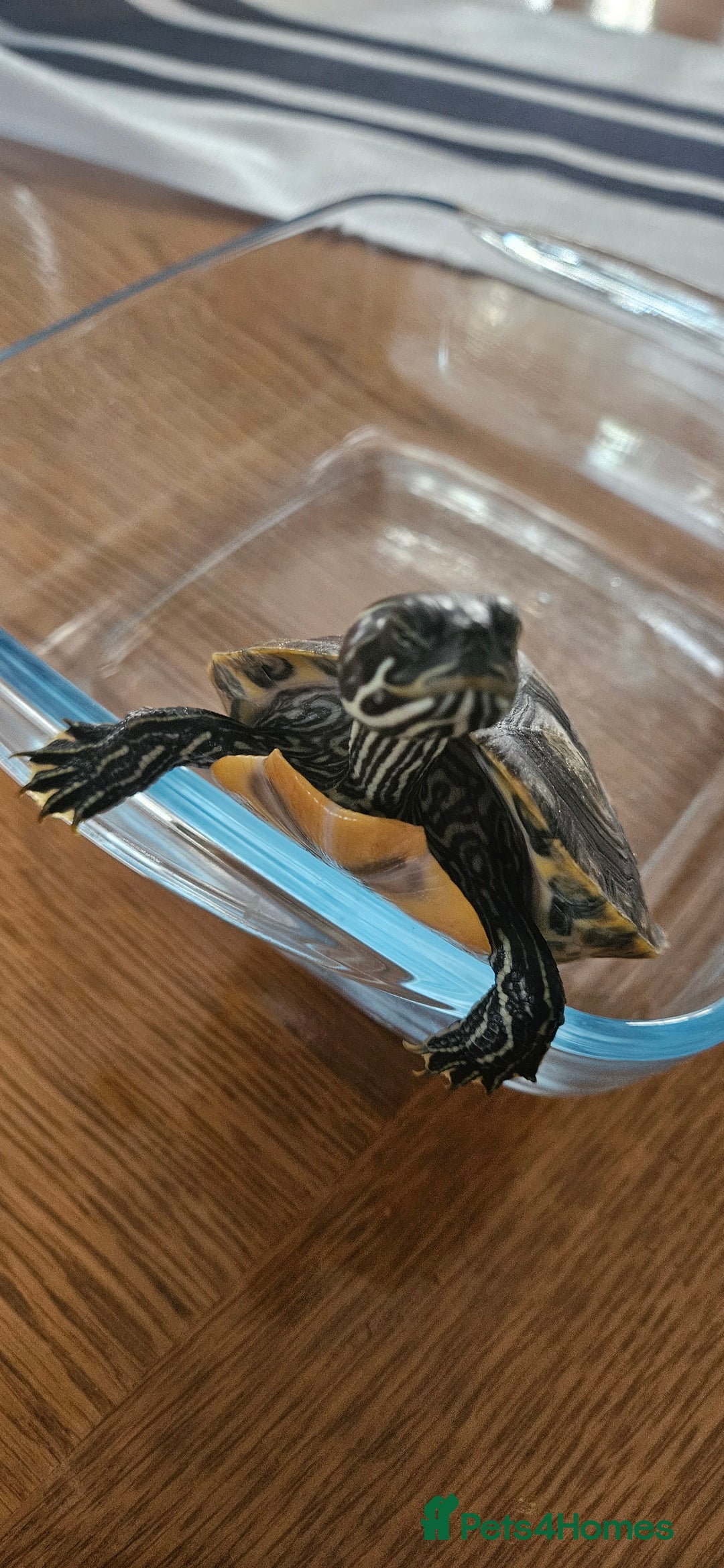 Turtle reptiles for sale: River cooter turtle - Image 2