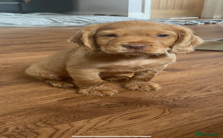 Cocker Spaniel dogs - Advert 10