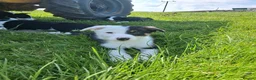 Border Collie dogs for sale: Border Collie pups for sale - Advert 6