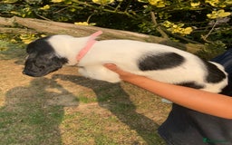 English Springer Spaniel dogs for sale: English Springer Spaniel Puppies - Image 27