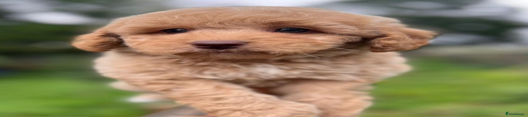 Cockapoo Puppy 8