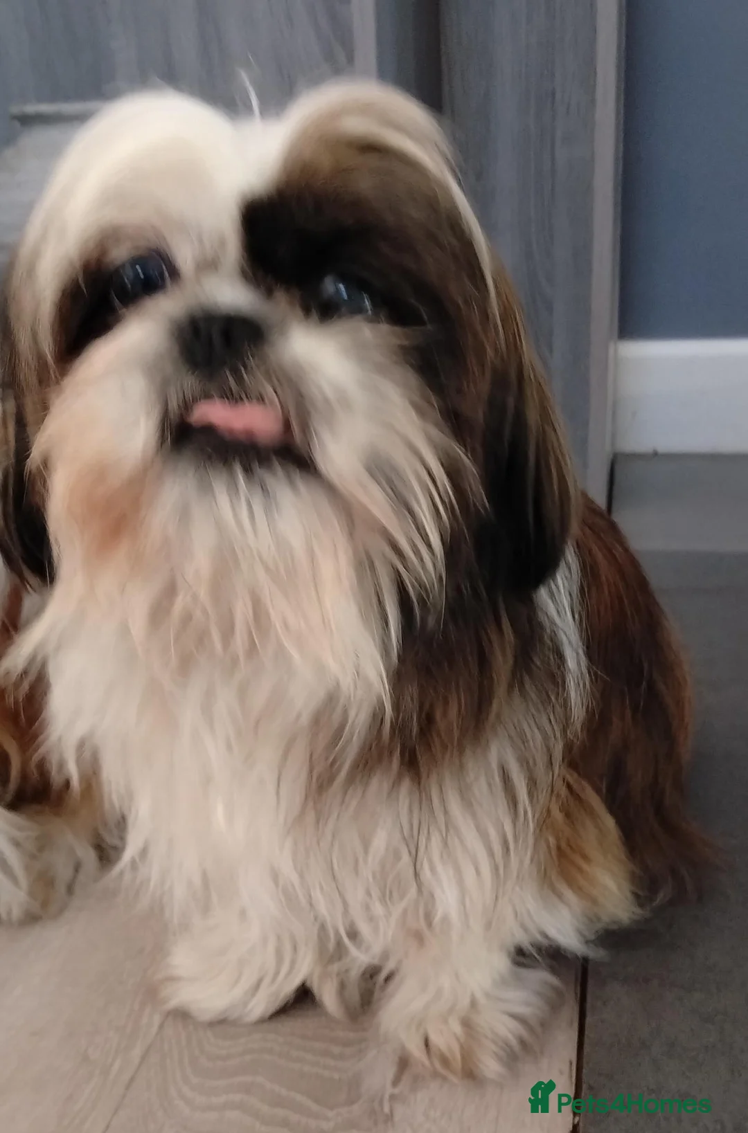Shih Tzu dogs for sale: Ready Now Shih Tzu - Advert 2