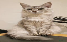 Maine Coon cats for sale: Maine Coon Kitten - Image 2