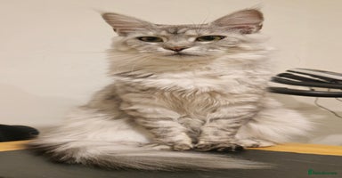 Maine Coon cats - Advert 4