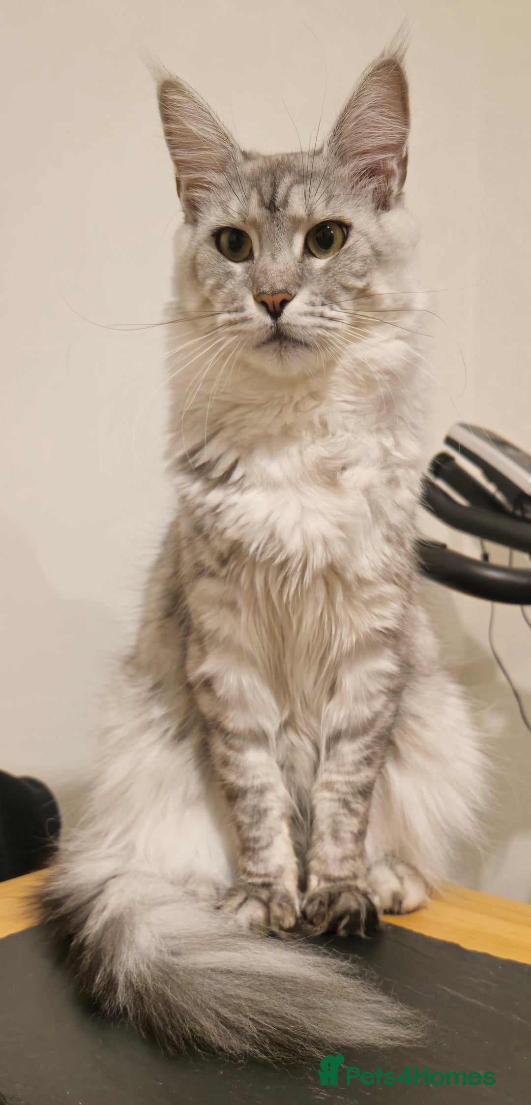 Maine Coon cats for sale: Maine Coon Kitten - Image 2