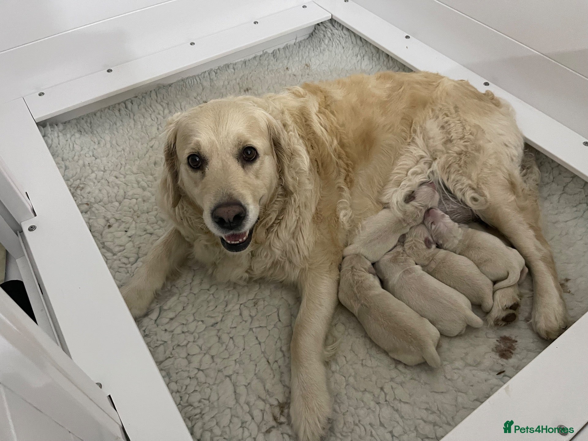 Golden Retriever dogs KC registered golden retriever puppies  - Advert 1