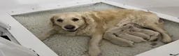 Golden Retriever dogs for sale: KC registered golden retriever puppies  - Advert 1