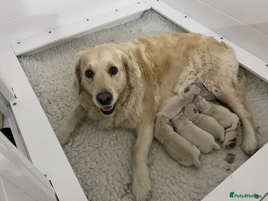 Golden Retriever dogs for sale: KC registered golden retriever puppies  - Advert 1