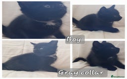 Mixed Breed cats for sale: 5 beautiful kittens for sale.Read the description. - Image 9