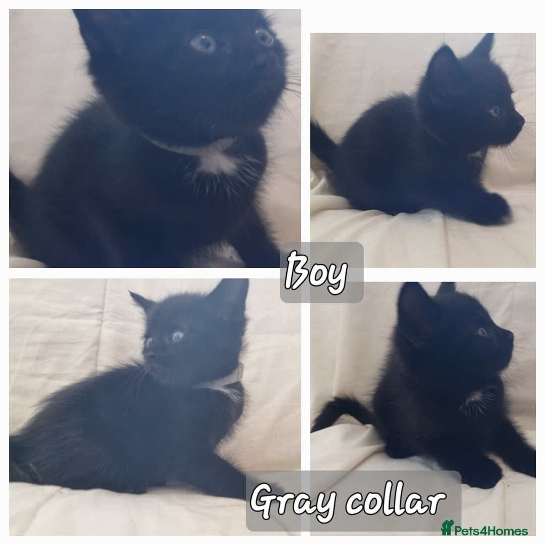 Mixed Breed cats for sale: 5 beautiful kittens for sale.Read the description. - Image 9