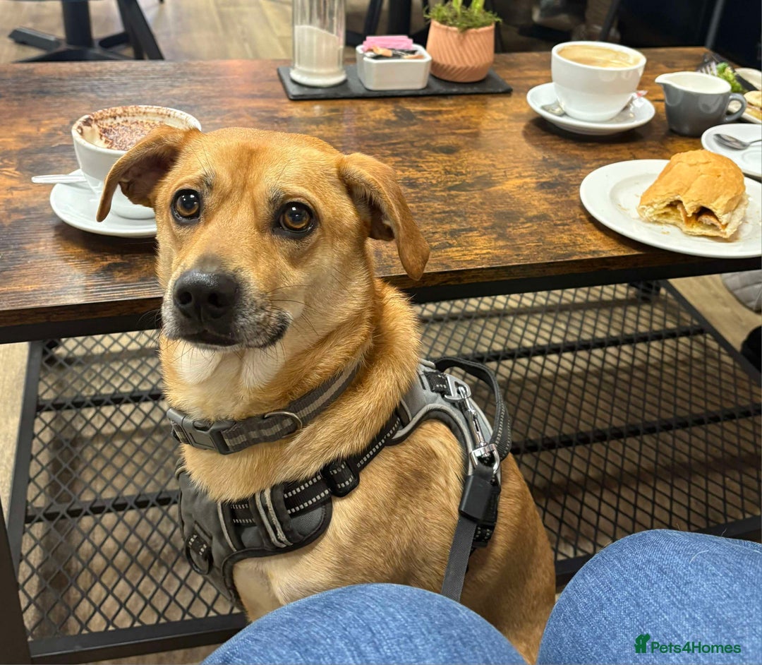 Mixed Breed dogs for adoption: Lovely Jack - Image 1