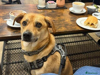 Mixed Breed dogs Lovely Jack - Advert 1