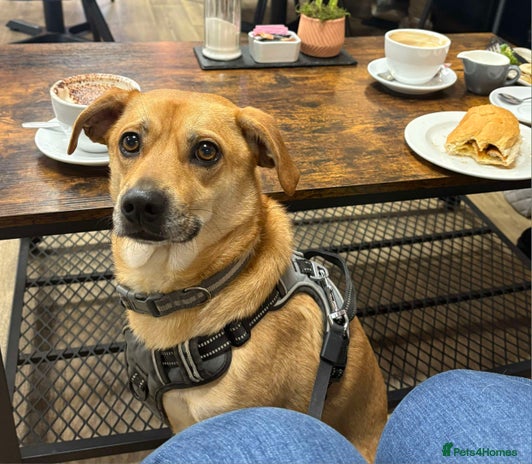 Mixed Breed dogs Lovely Jack - Advert 17