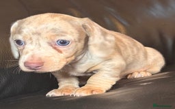 Miniature Dachshund dogs for sale: Beautiful mini dachshund  - Image 6